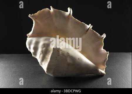Large old spider conch seashell on dark background, Odessa, Ukraine Stock Photo