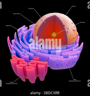 What Is Nuclear Reticulum Structure of nuclear and endoplasmic reticulum in an animal cell, 3d ...