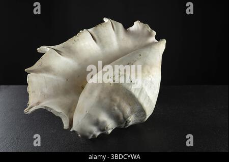 Large old spider conch seashell on dark background, Odessa, Ukraine Stock Photo