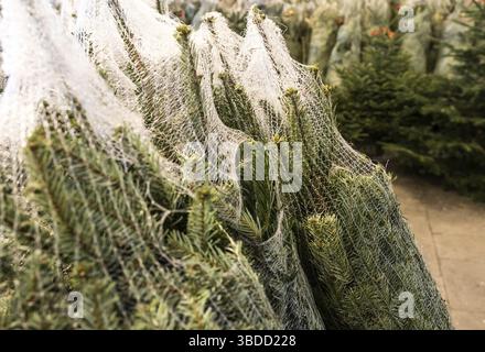 detailed view of many Christmas trees wrapped in plastic nets cut and ready for transport and sale Stock Photo