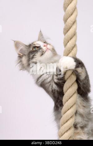 Norwegian Forest Cat, kittens, 14 weeks, rope Stock Photo