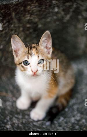 Portrait of a homeless, abandoned tricolor kitten, he sits and looks up at the camera. Stock Photo