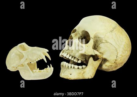 Real skulls of human and monkey isolated on black background Stock Photo