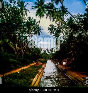 INDIA Farming scene, Tamil Nadu Harvesting rice Stock Photo - Alamy