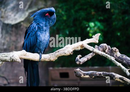 Black palm cockatoo perches on a branch, dark plumage, red cheeks, and a large gray beak are visible with blurred green and sharp focus. Stock Photo