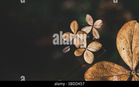 Ephemeral Quartet: A Study in Floral Decay and Earthy Tones Stock Photo