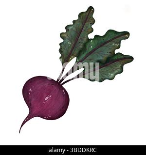 Watercolor red beet with stems and leaves illustration isolated on white background, Hand-drawn fresh whole beetroot harvest watercolor illustration, Stock Photo