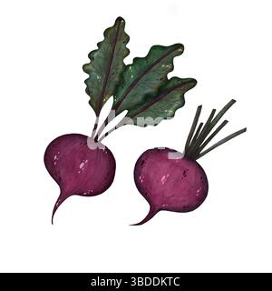 Watercolor red beet with stems and leaves illustration isolated on white background, Hand-drawn fresh whole beetroot harvest watercolor illustration, Stock Photo