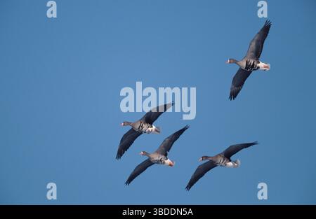White-fronted Geese, Lower Saxony, Greater white fronted geese (Anser albifrons) Lower Saxony, White-fronted Geese, Germany Stock Photo