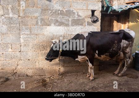 Black and white cow standing in rural setting with weathered stone wall during daylight Stock Photo