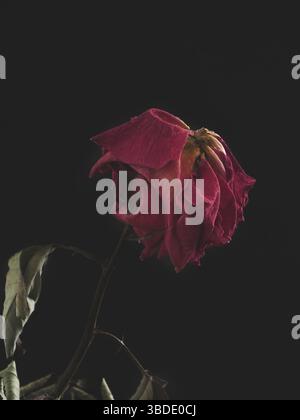 Dried rose on a dark background Stock Photo