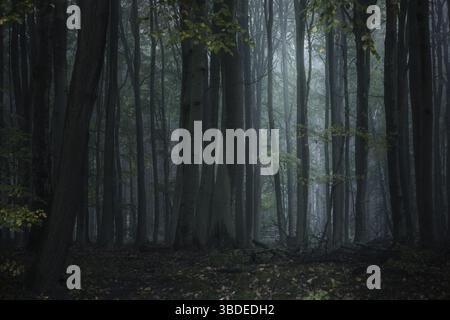 Dark misty forest with tall gray tree trunks and low pale light, spooky natural landscape in the wilderness, copy space, selected focus, narrow depth Stock Photo