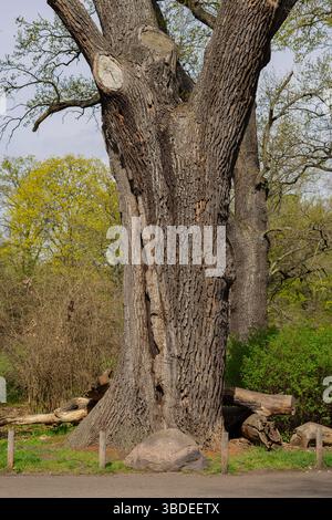 Ancient monumental oak tree in botanical park with visible bark textures, cut branches and hollow trunk standing as a natural monument on spring day Stock Photo