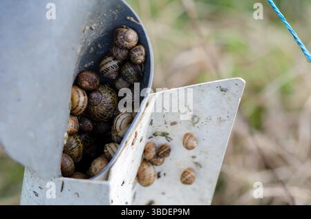 Close up of snails collected inside a metal bait trap, used in agricultural pest control on a grassy field, natural daylight and rural scene. Stock Photo