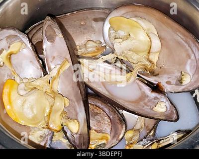 Mussels, bivalve molluscs, from saltwater and freshwater habitats ...