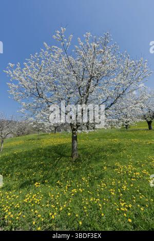 view of a single cherry tree with white blossoms under a clear blue sky on a grassy green hillside Stock Photo