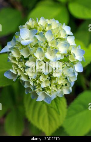 Vibrant hydrangea blossoms display a mix of pale blue and soft yellow hues on delicate petals, surrounded by lush green leaves in a natural setting. Stock Photo