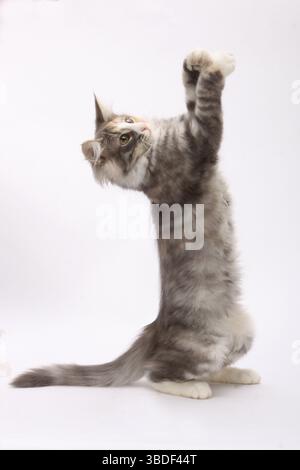Norwegian Forest Cat, kittens, 14 weeks Stock Photo