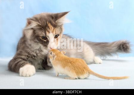 Norwegian Forest Cat, kittens, 14 weeks and gerbil Stock Photo