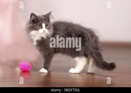 Norwegian Forest Cat, kittens, 14 weeks, lateral Stock Photo