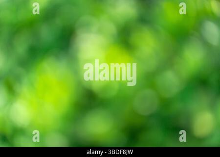 bokeh of green plants, blurred eco background Stock Photo