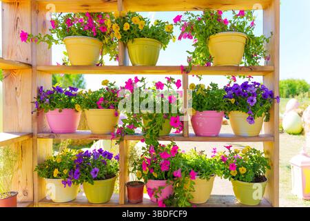 Vibrant arrangement of flower pots in various colors displayed on wooden shelves, showcasing a lively garden setting under bright sunlight during dayt Stock Photo