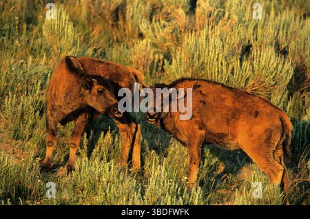 American Bisons (Bison bison), calves, Yellowstone national park, Wyoming, USA Stock Photo