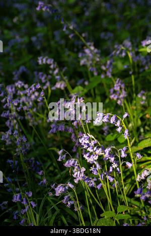 Bluebells (Hyacinthoides non-scripta) in the English countryside. Beautiful springtime nature scene near Farleigh in Surrey, UK Stock Photo