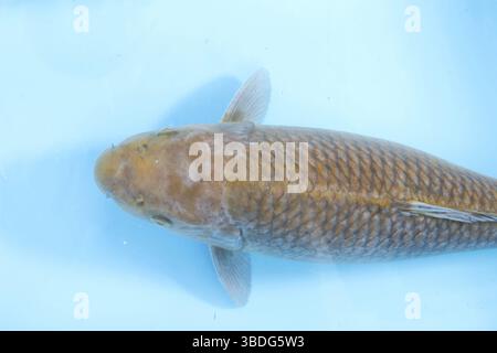 koi-with-grey-haze-due-to-skin