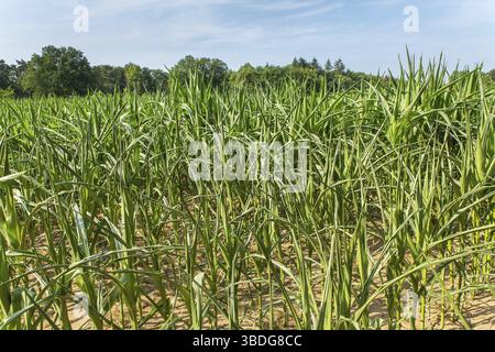 Agricultural damage drought in corn plants that dry out in the sun Stock Photo