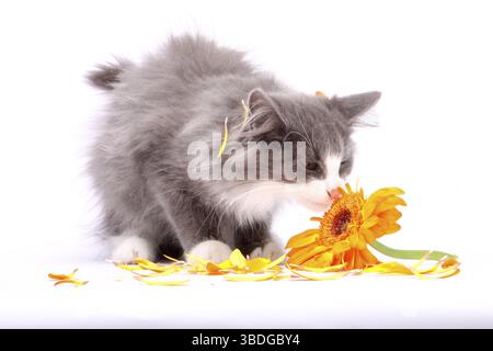 Norwegian Forest Cat, kittens, 14 weeks Stock Photo