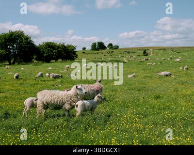 Sheep and lambs in the late spring early summer green field and bluse sky Derbyshire landscape Stock Photo