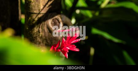 Close up macro shot of a red dragonfly sitting on a red flower in Costa Rica Stock Photo