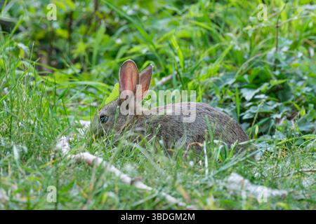 A small brown rabbit sits quietly on green grass in the park Stock Photo