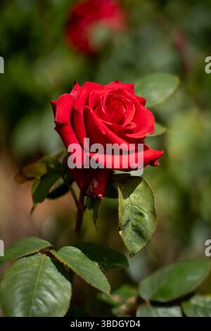 A red rose in full bloom. Stock Photo