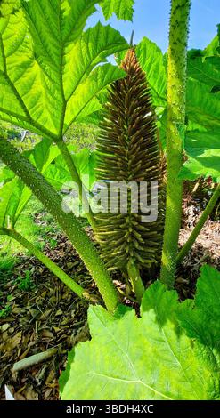 Detailed image of Gunnera manicata known as Brazilian giant-rhubarb in botanical garden "Hortus Botanicus" of Leiden University, The Netherlands. Stock Photo