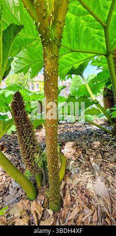 Detailed image of Gunnera tinctoria, known as giant rhubarb in botanical garden ¨Hortus Botanicus¨ of Leiden university, The Netherlands. Stock Photo