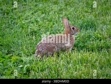 A brown rabbit sits alertly in a lush green grassy field, blending naturally into its surroundings. Stock Photo
