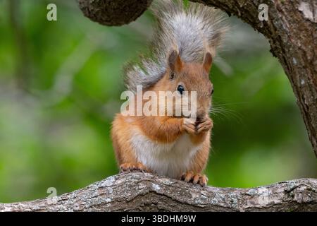 Wild red squirrel (Sciurus vulgaris) sits on a branch against a beautiful natural background. The animal eats a nut. Stock Photo