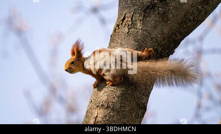 Wild red squirrel Sciurus vulgaris sits on a branch. Close-up. Stock Photo