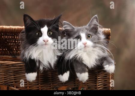Norwegian Forest Cats, kittens, 14 weeks, basket, wicker case Stock Photo