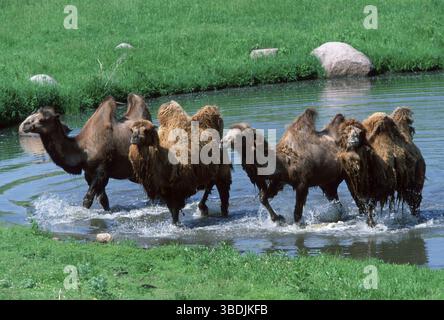 Two-humped Camels, Bactrian camels (Camelus bactrianus) Stock Photo