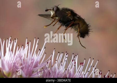 Caterpillar fly, hedgehog fly (Tachina fera Stock Photo - Alamy