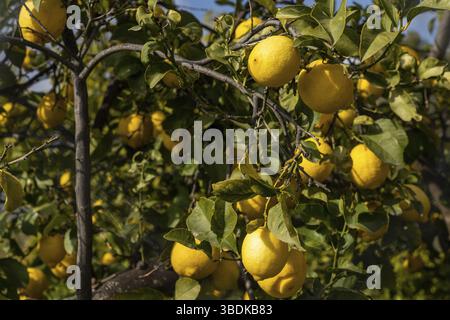 Many organic lemons ripening and hanging from the branches of a healthy lemon tree under a blue sky Stock Photo