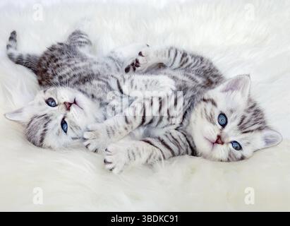 Two young british shorthair black silver tabby spotted kittens lying on sheep skin playing together Stock Photo