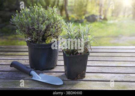 Two potted lavender plants (Lavandula angustifolia) and a shovel on a rustic wooden table in the evening sun in the garden, ornamental, aromatic herbs Stock Photo