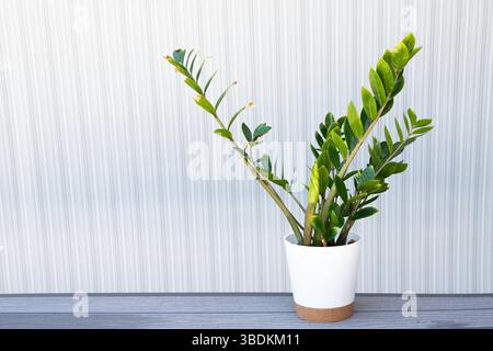 A new stem leaf on a ZZ plant Stock Photo - Alamy