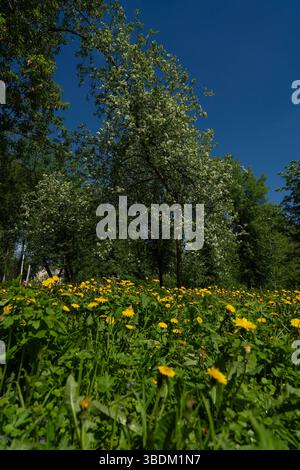 a blooming yellow dandelions on a background of green grass and trees, spring flowering time, spring city park Stock Photo