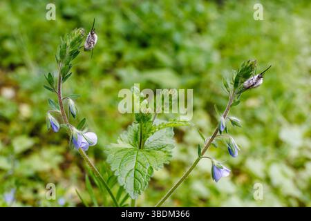 Two fuzzy bee flies (Bombyliidae) perched on budding wildflowers in a green meadow, highlighting pollinator presence in early spring. Stock Photo