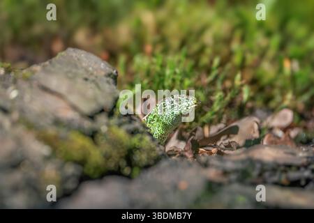 Sand lizard, Lacerta agilis Stock Photo